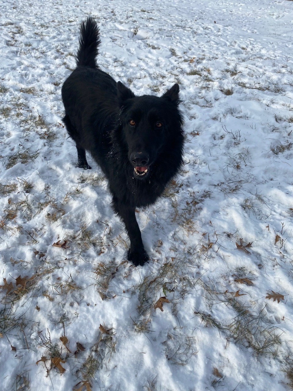 Peter loves running in the snow